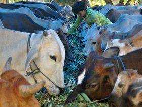Dimensi Sosial Larangan Puasa di Hari Raya Idul Adha dan Tasyrik