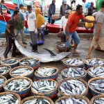 eFishery dalam Pusaran Krisis: Potret Ekosistem Perikanan yang Dipertaruhkan
