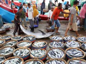 eFishery dalam Pusaran Krisis: Potret Ekosistem Perikanan yang Dipertaruhkan