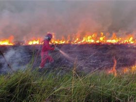 Krisis Karhutla: 72 Ribu Hektare Gambut Terbakar di Enam Provinsi