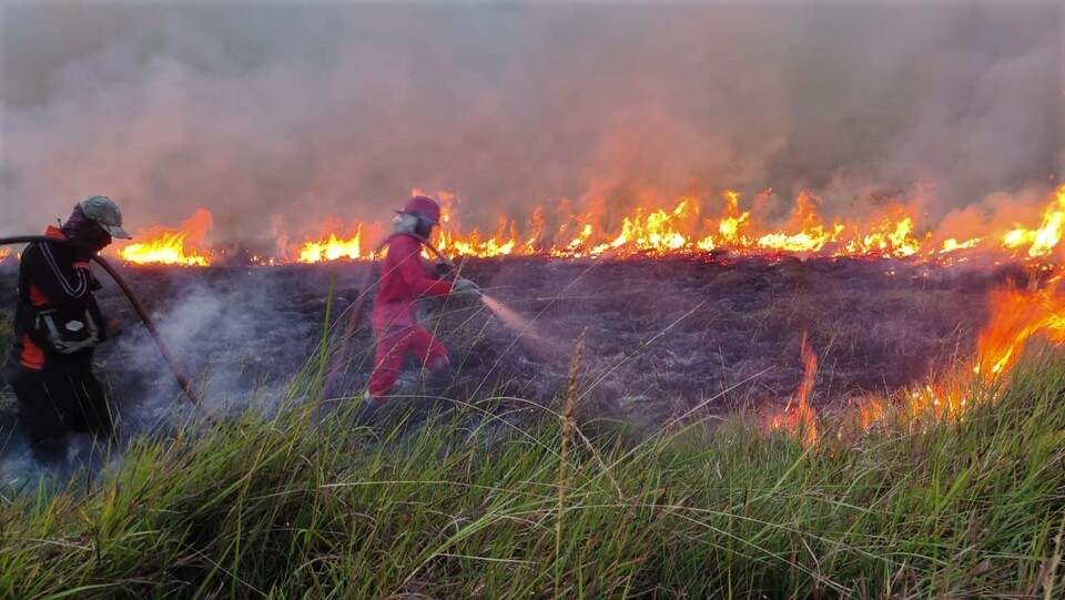 Krisis Karhutla: 72 Ribu Hektare Gambut Terbakar di Enam Provinsi