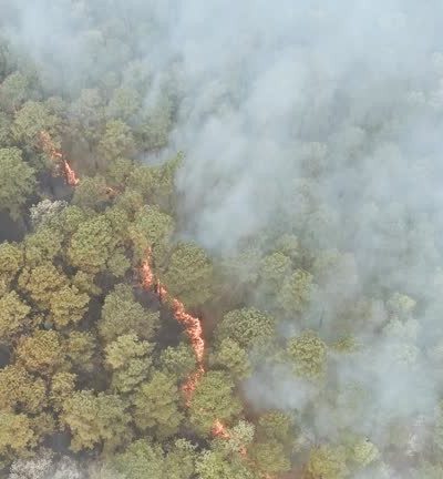 Hak Hidup Satwa dalam Islam: Menelaah Hukum Pembakaran Sarang dan Perusakan Habitat